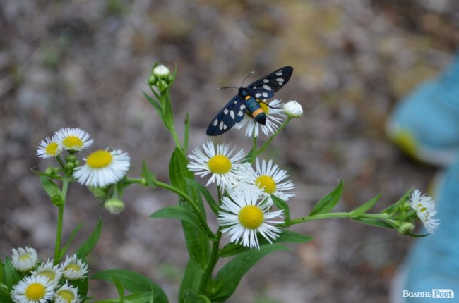 Життя на місці смерті: як зону відчуження «захоплює» ліс