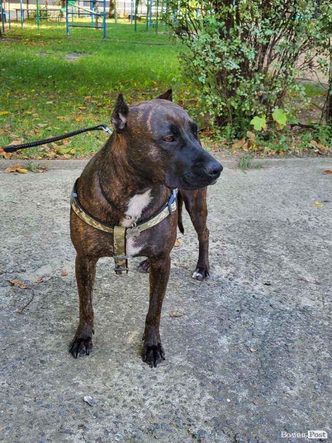 Чекає з полону: лучанка Наталія Ніколаєва півтора року добивається звільнення сина – бойового медика