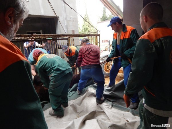 Що переживають звірі під час реконструкції луцького зоопарку