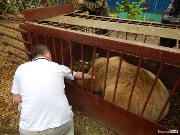 Що переживають звірі під час реконструкції луцького зоопарку