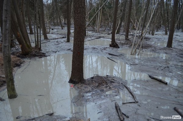 «Бурштинова мафія» на Волині: «криша», долари і селяни