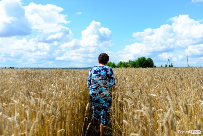 «Люблю кожен колосок»: розмова про 51 рік роботи серед пшеничного різноманіття. ФОТО