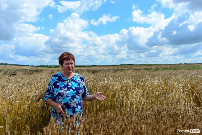«Люблю кожен колосок»: розмова про 51 рік роботи серед пшеничного різноманіття. ФОТО