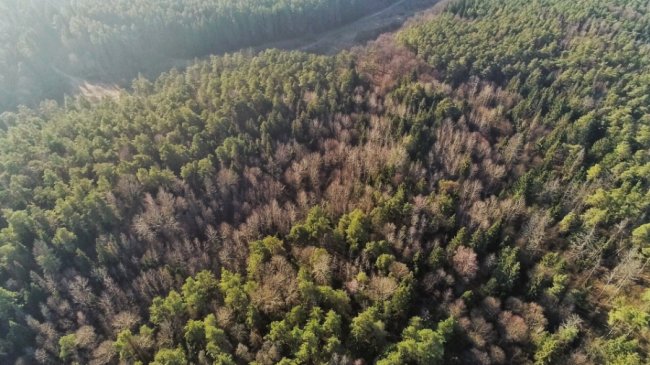 Заповідник чи «порохова діжка»: частина дерев у «Цуманській пущі» стала небезпекою