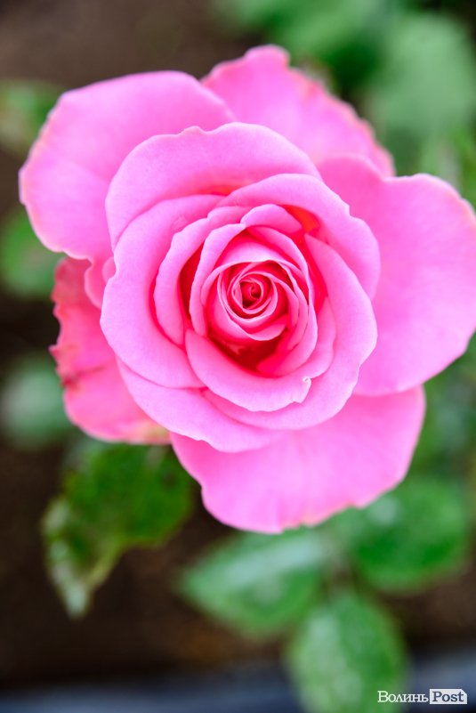 Трояндово-полуничний бізнес із ароматом сакур: родина під Луцьком вирощує плантації рослин. ФОТО