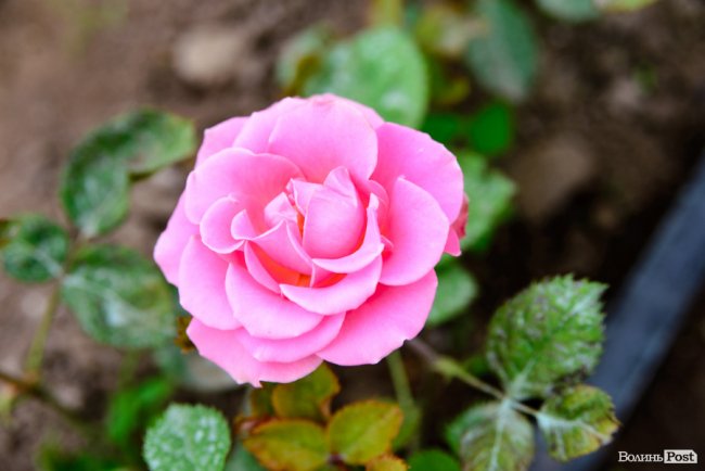 Трояндово-полуничний бізнес із ароматом сакур: родина під Луцьком вирощує плантації рослин. ФОТО