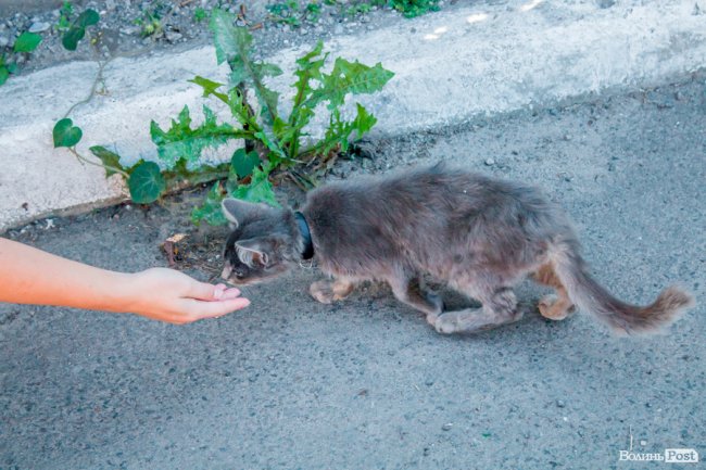 Чисте повітря та сільська тиша: за що лучани люблять Кічкарівку. ФОТО