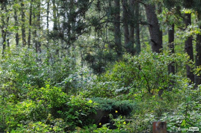 Маневицькими грибами смакуватиме Європа