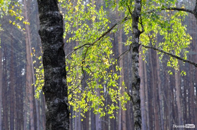 Маневицькими грибами смакуватиме Європа