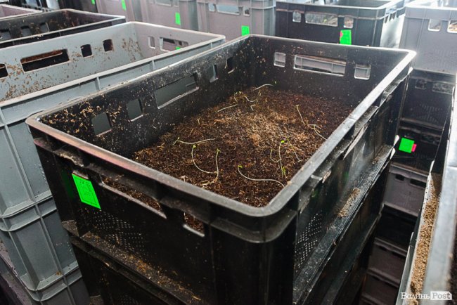 Знахідка для фермерів: луцька компанія створює біогумус для іноземців та всієї України* 