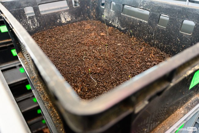 Знахідка для фермерів: луцька компанія створює біогумус для іноземців та всієї України* 