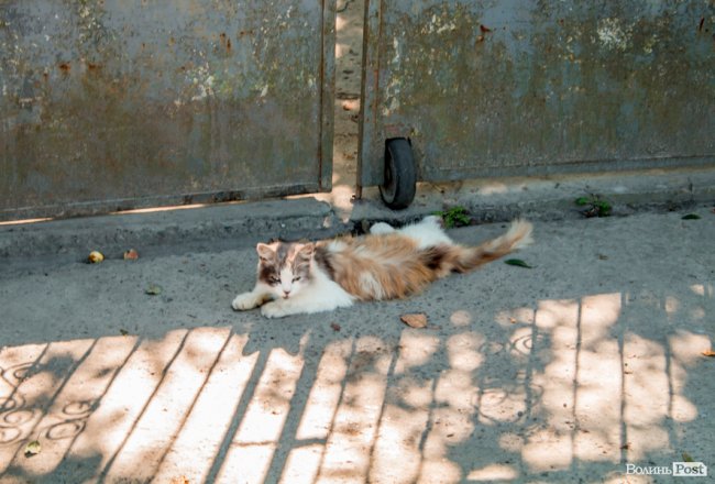 Чисте повітря та сільська тиша: за що лучани люблять Кічкарівку. ФОТО