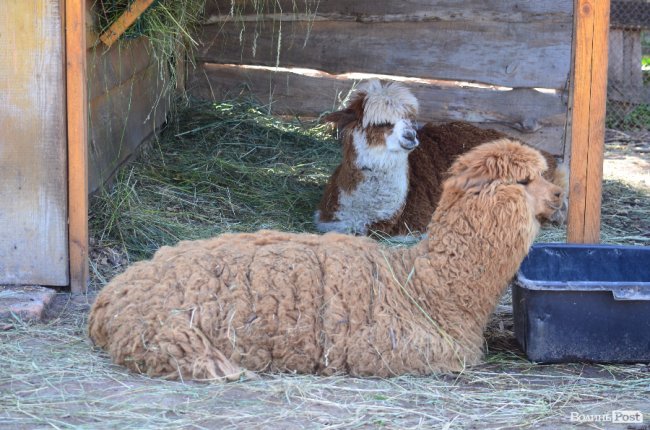 Звіриний ТОП: 5 екзотичних тварин Луцького зоопарку