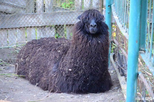 Звіриний ТОП: 5 екзотичних тварин Луцького зоопарку