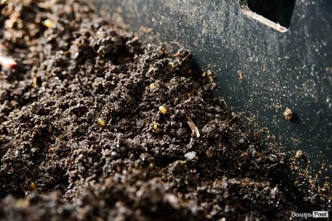 Знахідка для фермерів: луцька компанія створює біогумус для іноземців та всієї України* 