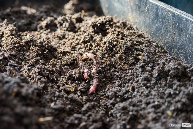 Знахідка для фермерів: луцька компанія створює біогумус для іноземців та всієї України* 