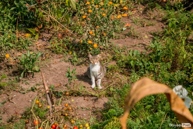 «Ми годували цукром всю північ СРСР»: як «показове» село Волині перетворилося на віддалений луцький райончик
