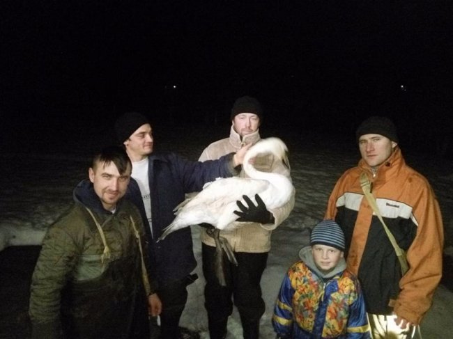 Врятований лебідь