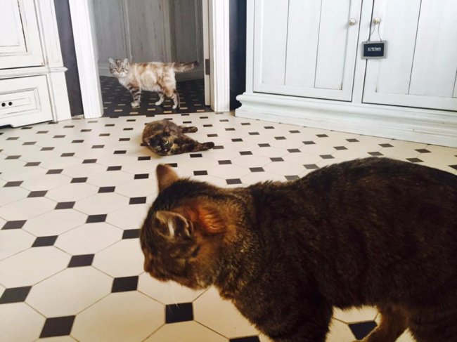 на першому плані - кіт Жирдос