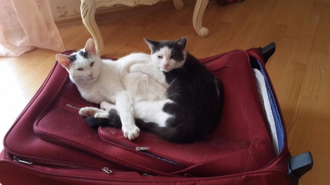 врятовані Веронікою коти шукають собі господарів