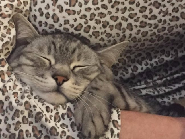 кіт Альони Юхимчук