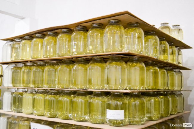 Природа – не на карантині: у волинських лісах збирають березовий сік для декількох континентів. ФОТО