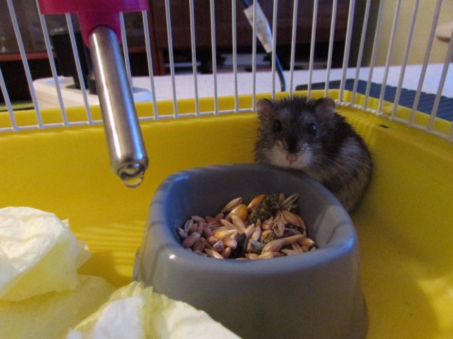 Коти, цуцики та хом'яки: кого рятують з вулиці лучани