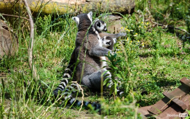 Звіриний ТОП: бебі-бум у Луцькому зоопарку