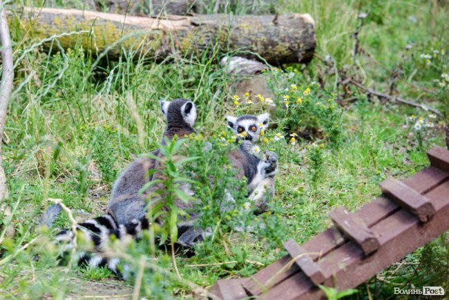 Звіриний ТОП: бебі-бум у Луцькому зоопарку