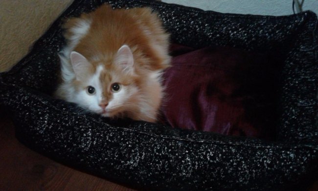 коти Ольги Костюк