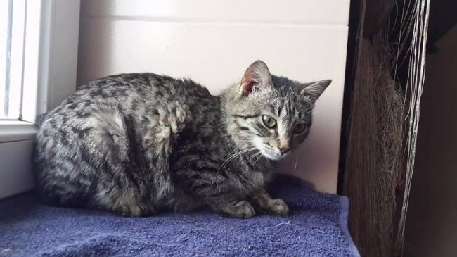 коти Ольги Костюк