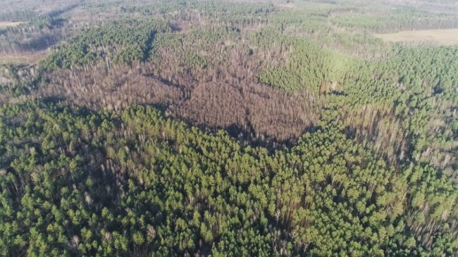 Заповідник чи «порохова діжка»: частина дерев у «Цуманській пущі» стала небезпекою