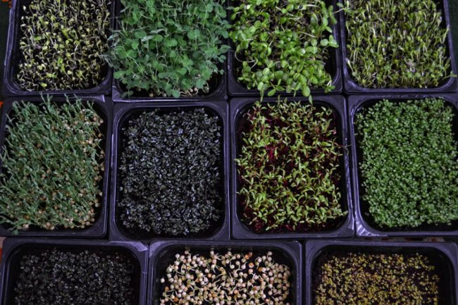 Лучанка створила вдома маленьку ферму і вирощує новомодний мікрогрін. ФОТО