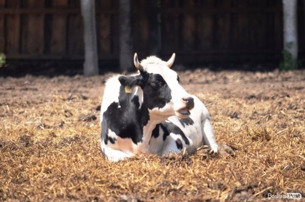 У волинському «Романові» корів купував навіть «Рошен»