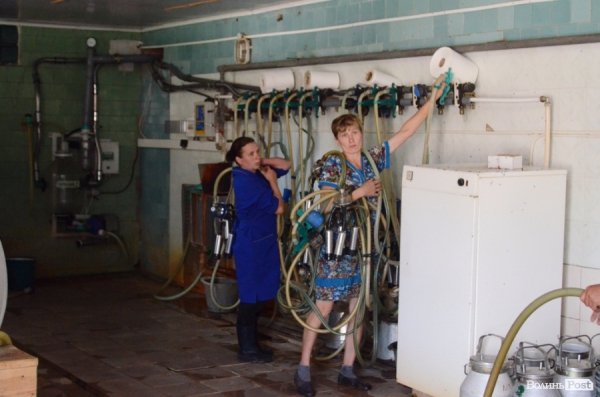 У волинському «Романові» корів купував навіть «Рошен»