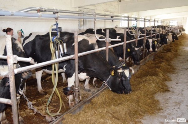 У волинському «Романові» корів купував навіть «Рошен»