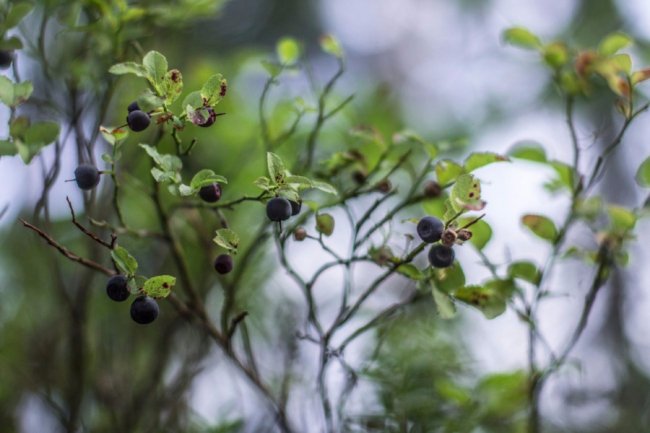 Ліс був завжди: історія волинського села, де все міряють ягодами