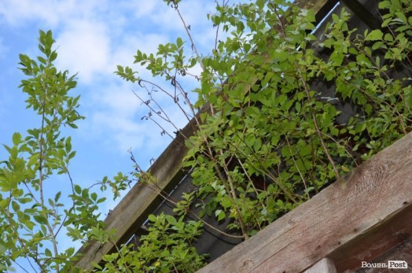 Під Луцьким замком «звили гніздо» наркомани. ФОТО 