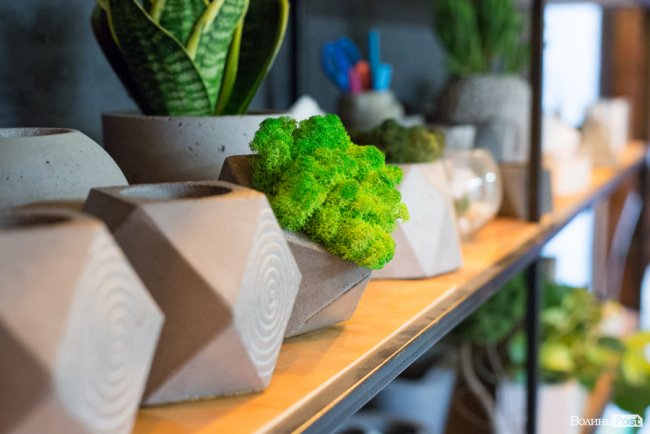 Бізнес у стилі «лофт»: майстриня з Луцька вирощує рослини в бетоні. ФОТО
