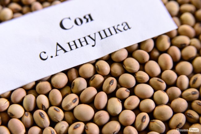 «Люблю кожен колосок»: розмова про 51 рік роботи серед пшеничного різноманіття. ФОТО