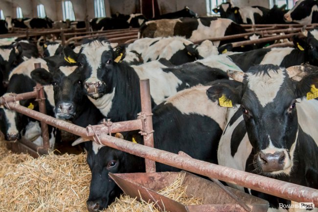 Без домішок і рослинних жирів: як на Волині виготовляють «молочку». ФОТО