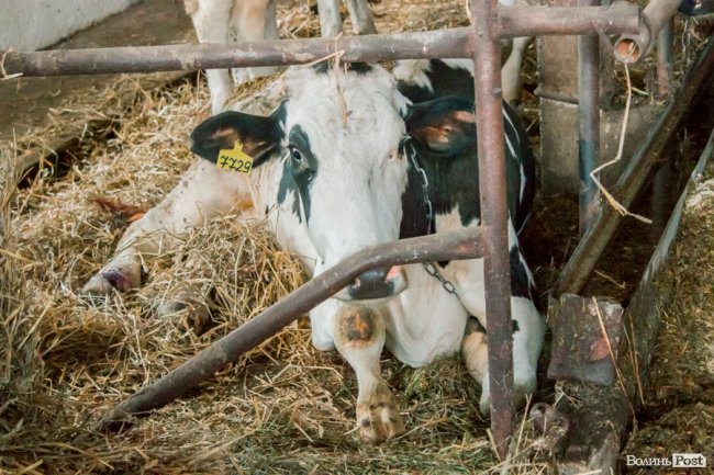 Без домішок і рослинних жирів: як на Волині виготовляють «молочку». ФОТО