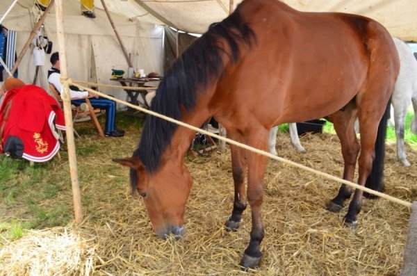 «Це незабутній емоційний оргазм», - як лучани «воювали» під Ватерлоо. ФОТО