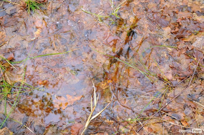 Лісівники показали, як розвивають мисливське господарство на Волині