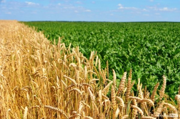 У волинському «Романові» корів купував навіть «Рошен»