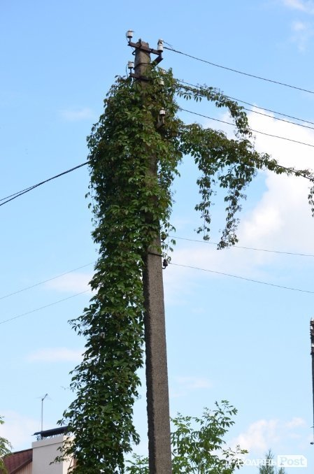 Під Луцьким замком «звили гніздо» наркомани. ФОТО 