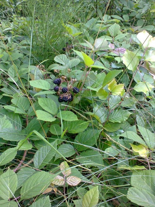 Мандрівка Прикарпаттям. Косівщина