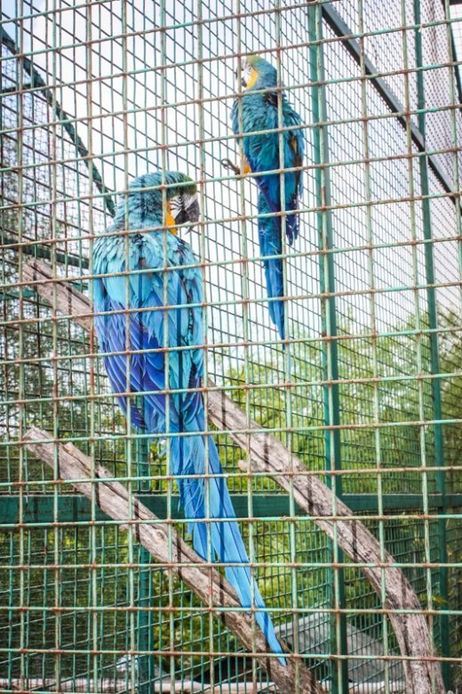 Псевдоєвропейський Луцьк  Або Чому у Рівному кращий зоопарк? ФОТО