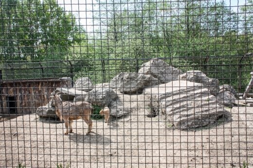 Псевдоєвропейський Луцьк  Або Чому у Рівному кращий зоопарк? ФОТО