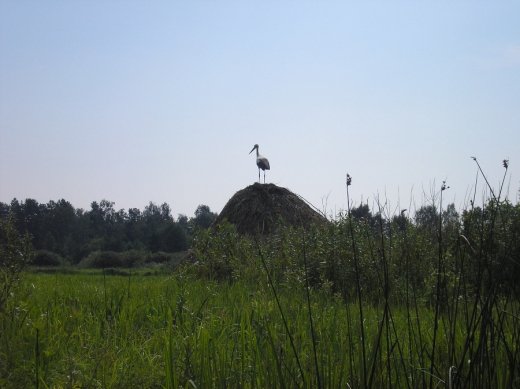 Край волинської ойкумени